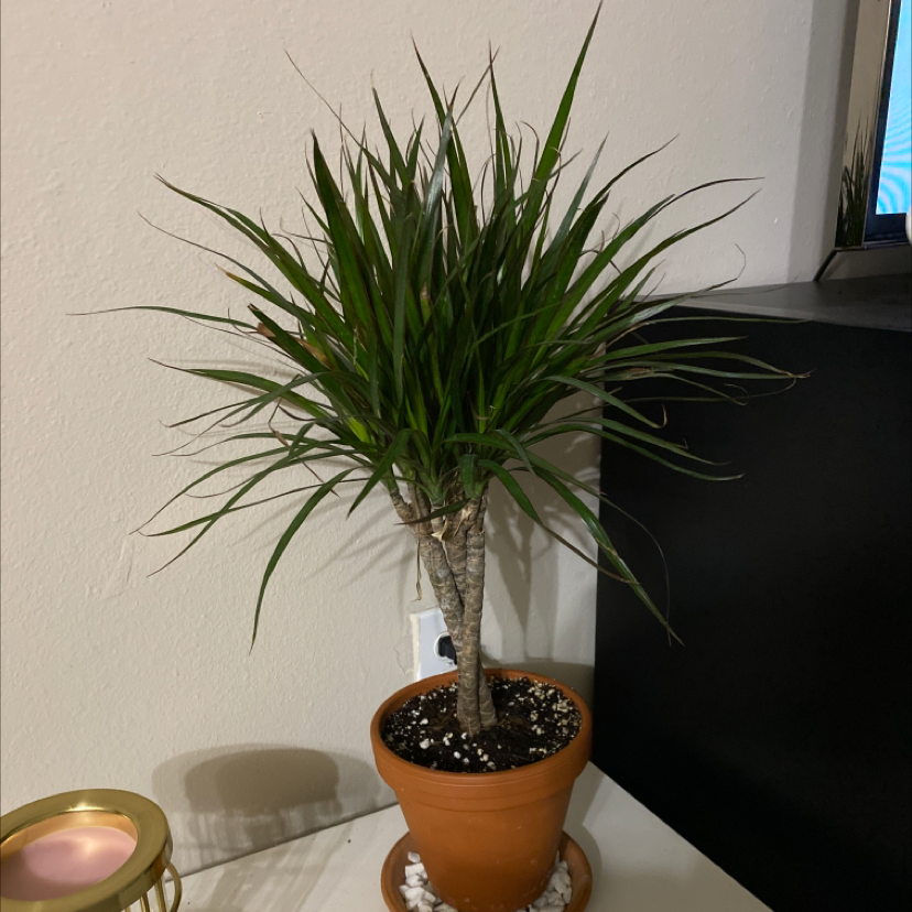 Dragon Tree plant photo by @kats.hamm named George on Greg, the plant care app.