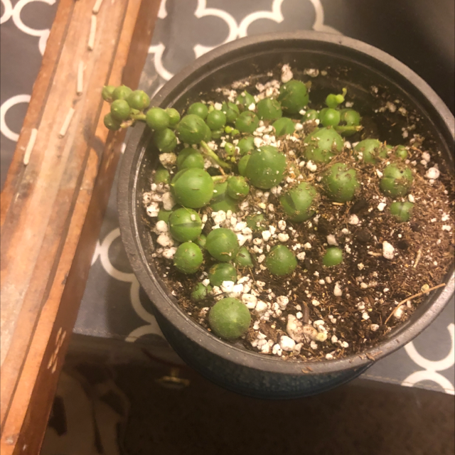 String of Pearls plant photo by @Holden named Mochi on Greg, the plant care app.
