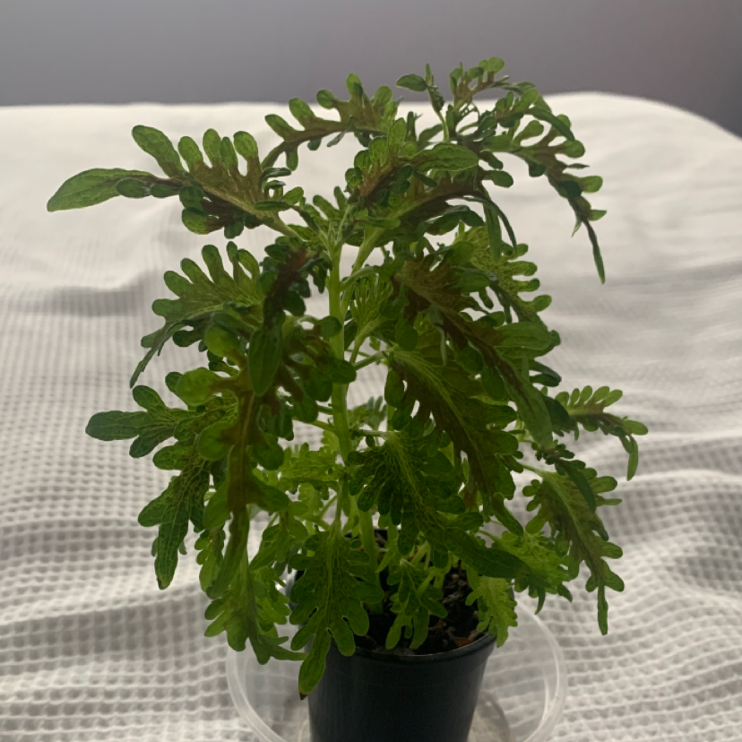 Photo of the plant species Perovskia atriplicifolia by @abbycompton named Margaret on Greg, the plant care app