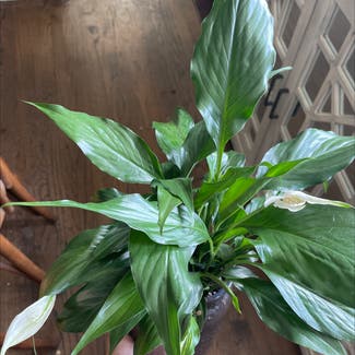 Peace Lily plant in Syracuse, New York