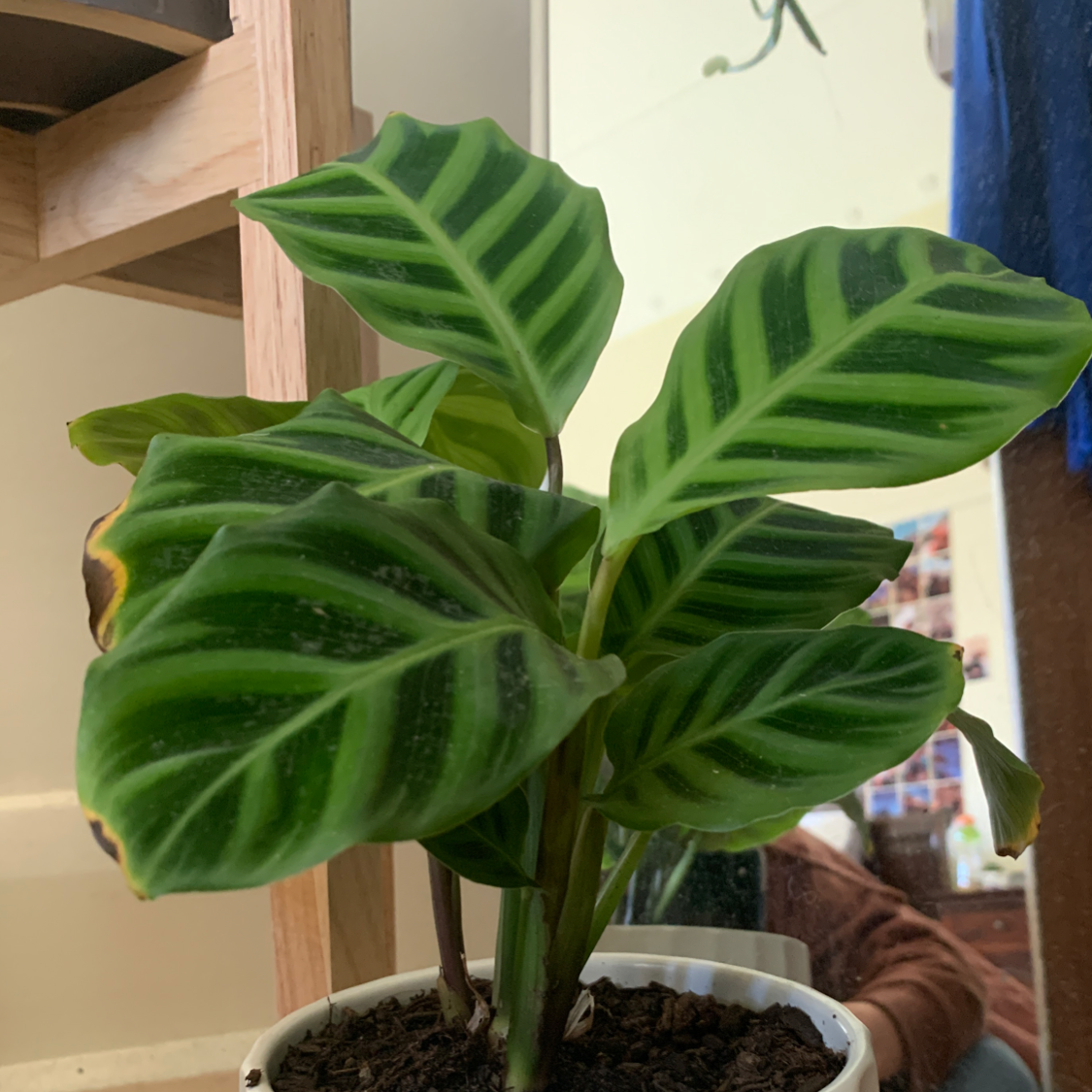 Rose Calathea plant photo by Sammy named Anne on Greg, the plant care app.