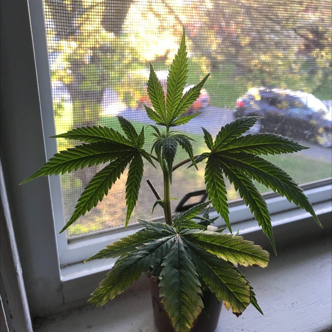 Photo of the plant species Marijuana by Julia named marijuana on Greg, the plant care app