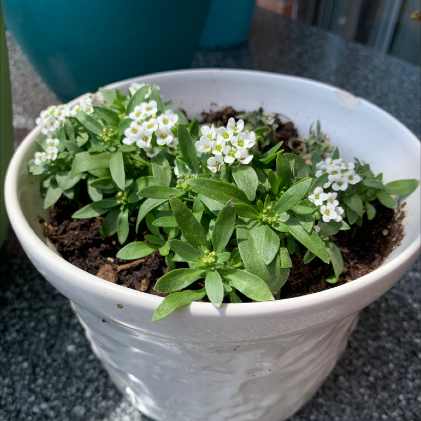 Healthy sweet alyssum plant with abundant small white flowers blooming in a white ceramic pot, surrounded by lush green foliage.