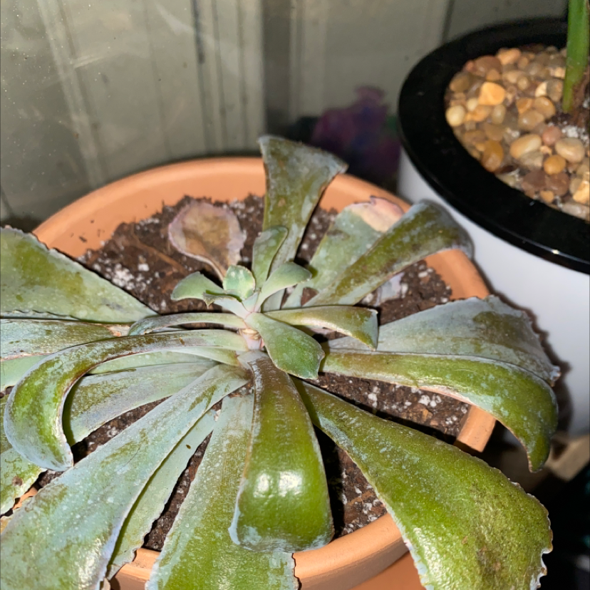 Echeveria 'Neon Breakers' succulent in a terracotta pot with some leaf discoloration.