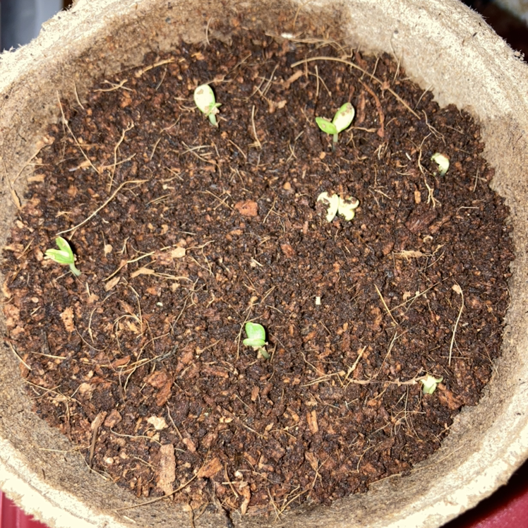 Plant care for Kohlrabi on Greg, the plant care app