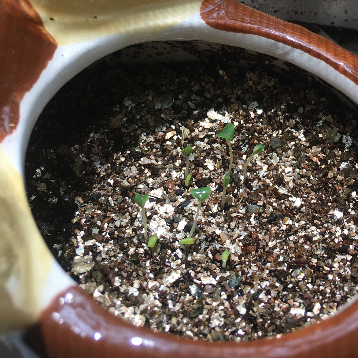 Young mint seedlings growing in a small pot with visible soil.