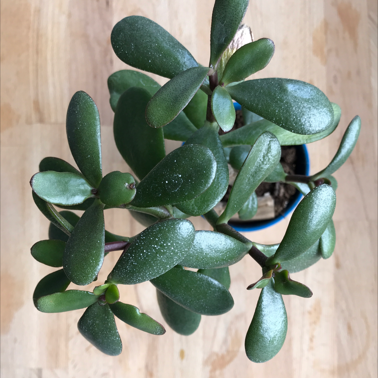 Lucky Plant plant photo by @zvone named Selena on Greg, the plant care app.