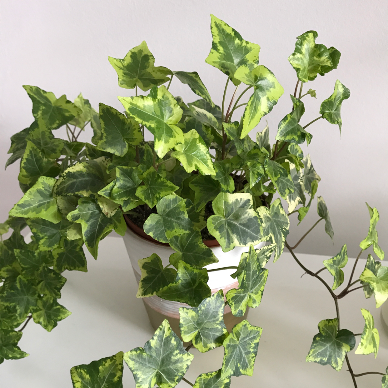 English Ivy plant photo by @zvone named Taylor on Greg, the plant care app.