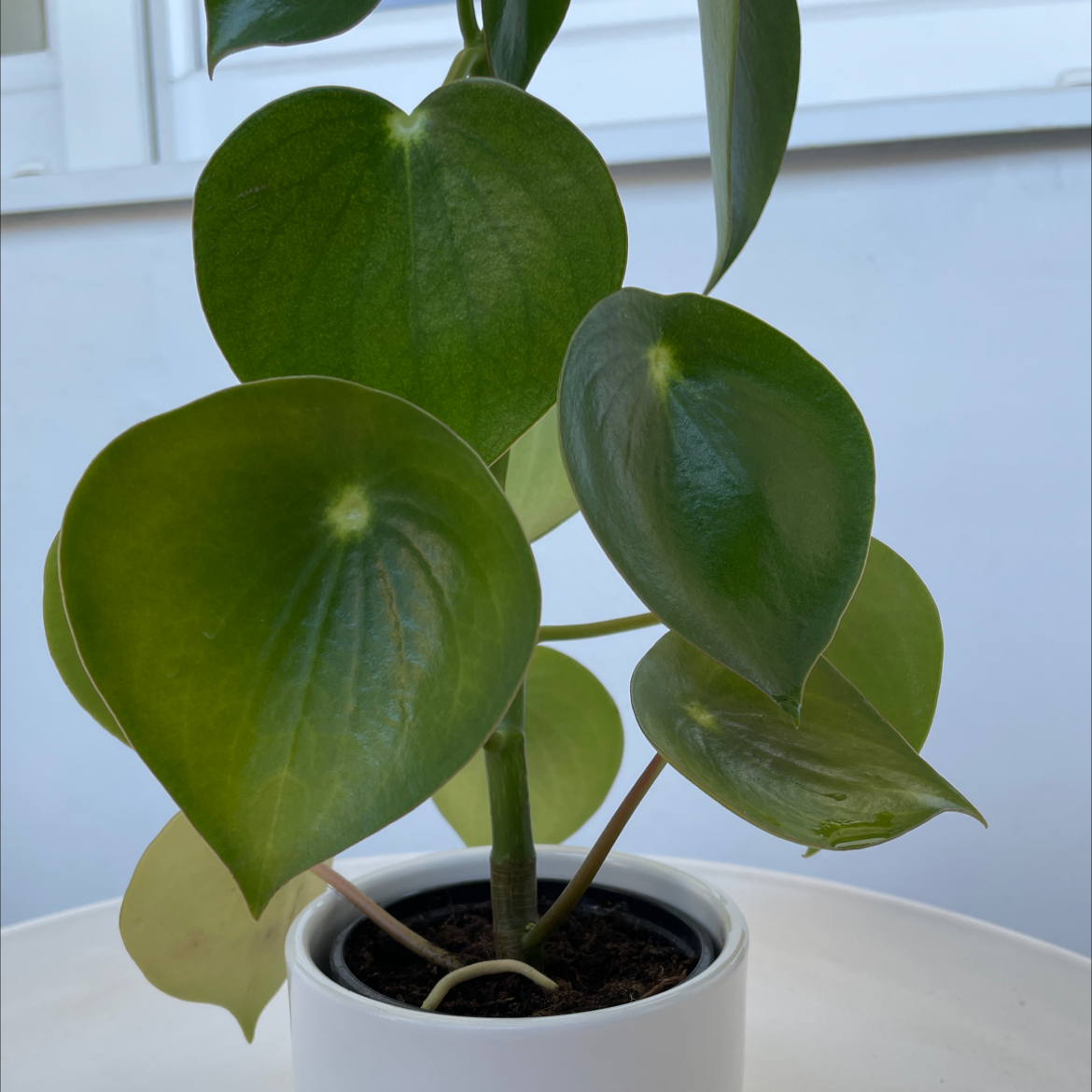 Chinese Money Plant plant photo by @zvone named Katica on Greg, the plant care app.