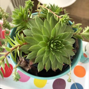 Hens and Chicks plant photo by @zvone named Nia on Greg, the plant care app.