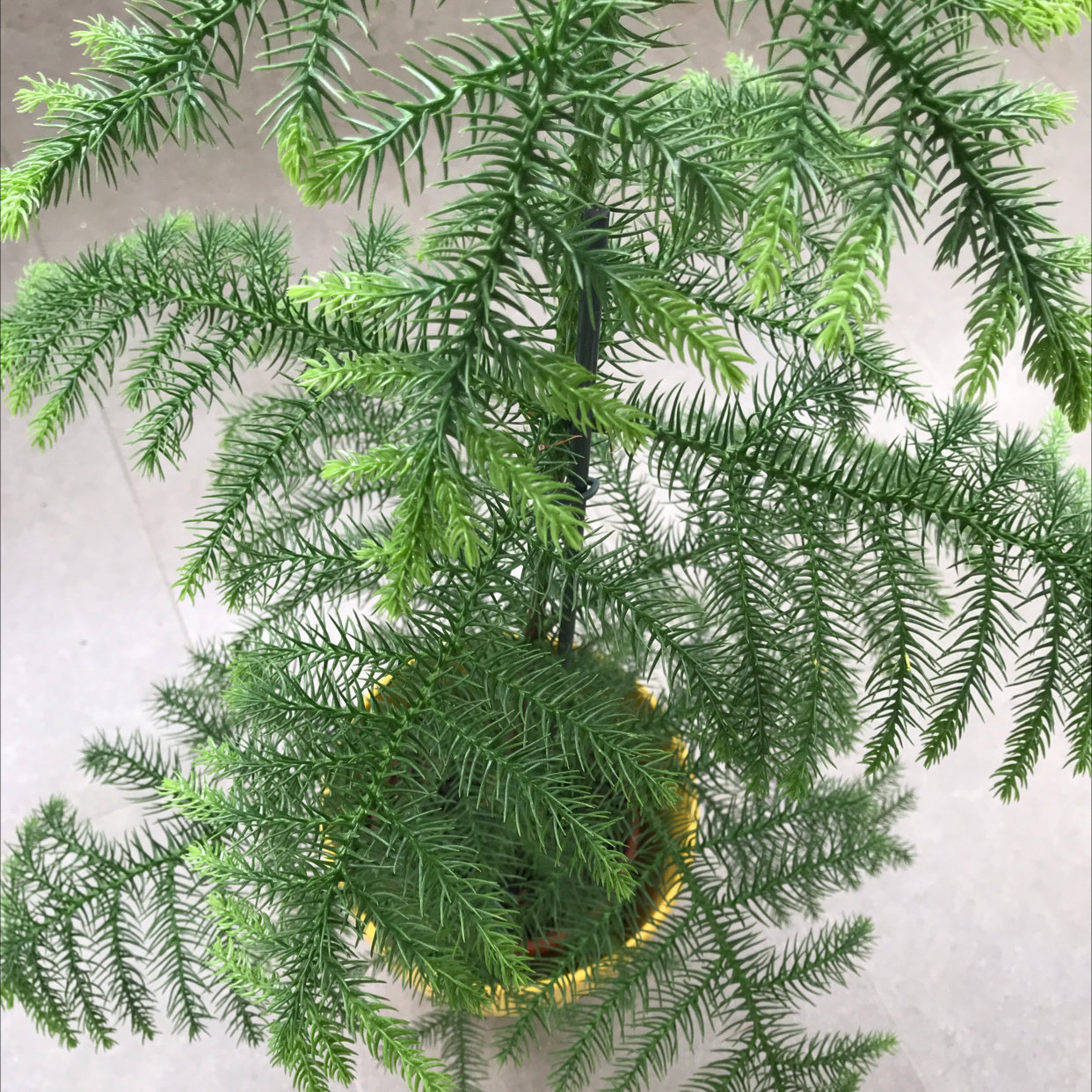 Photo of the plant species Norfolk Island Pine by @zvone named Fern on Greg, the plant care app