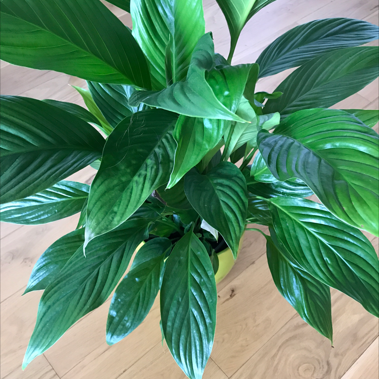 Peace Lily plant photo by @zvone named Palmita Palmić on Greg, the plant care app.