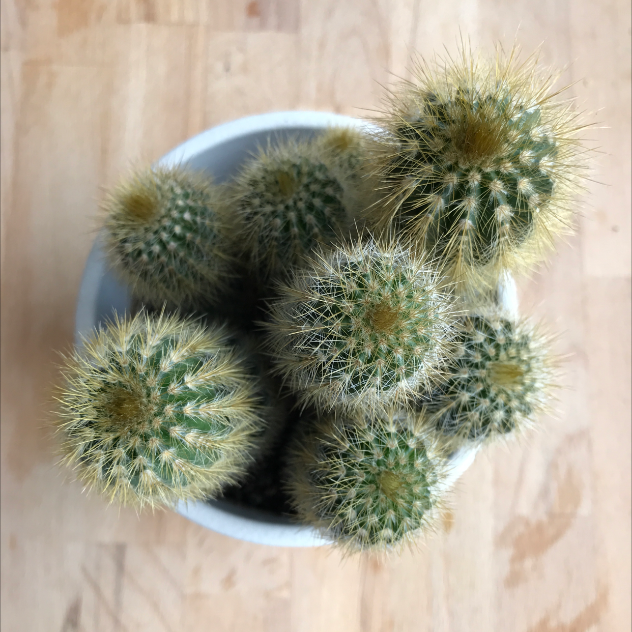 Photo of the plant species Lace Hedgehog Cactus by @zvone named Sra. Mary & Co. on Greg, the plant care app