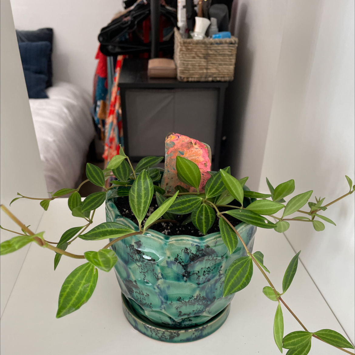 Beetle Peperomia plant in a decorative pot with visible soil, well-framed and in focus.