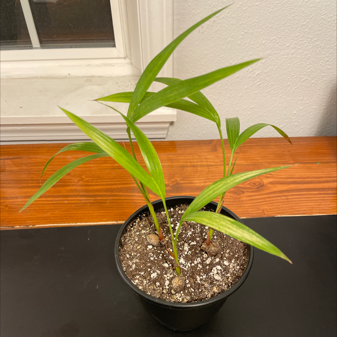 Black Spots on My Christmas Palm Leaves