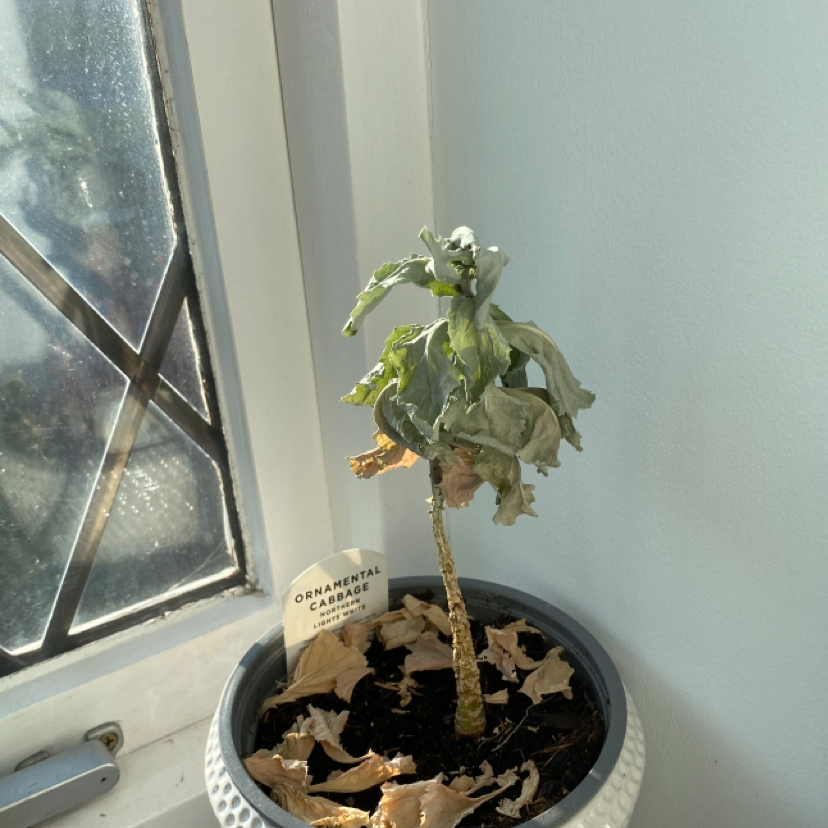 Young Kalanchoe beharensis plant in a white plastic pot on a window sill, with thick felt-covered stem and developing succulent leaves.