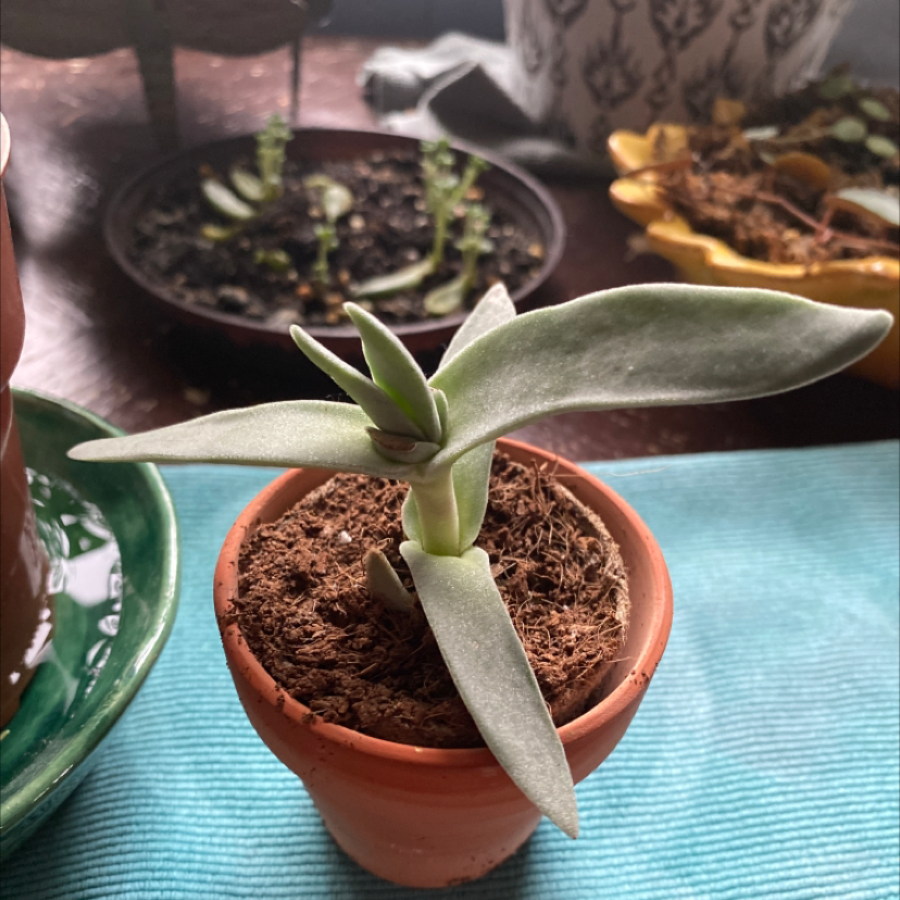 A small succulent plant in a terracotta pot with thick, elongated leaves.