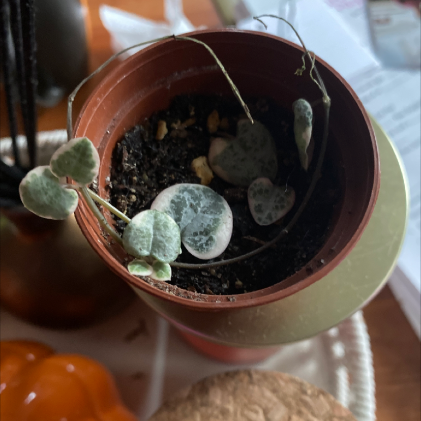 Close-up of healthy Chain of Hearts plant with heart-shaped leaves in a terracotta pot, with a hand gently touching a leaf.