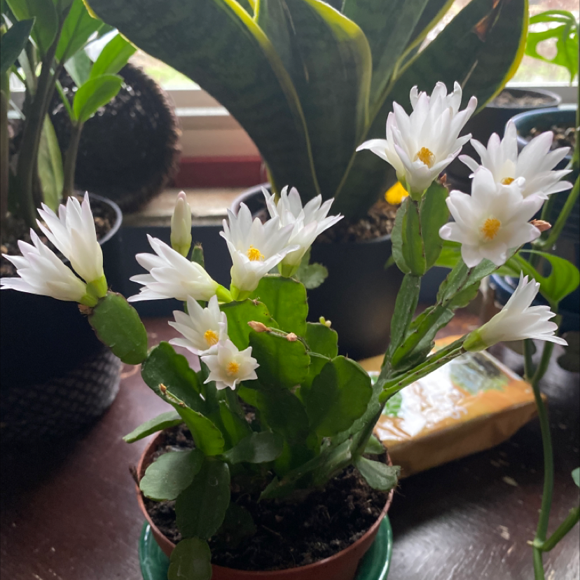 Easter Cactus with white flowers in a pot, surrounded by other plants.
