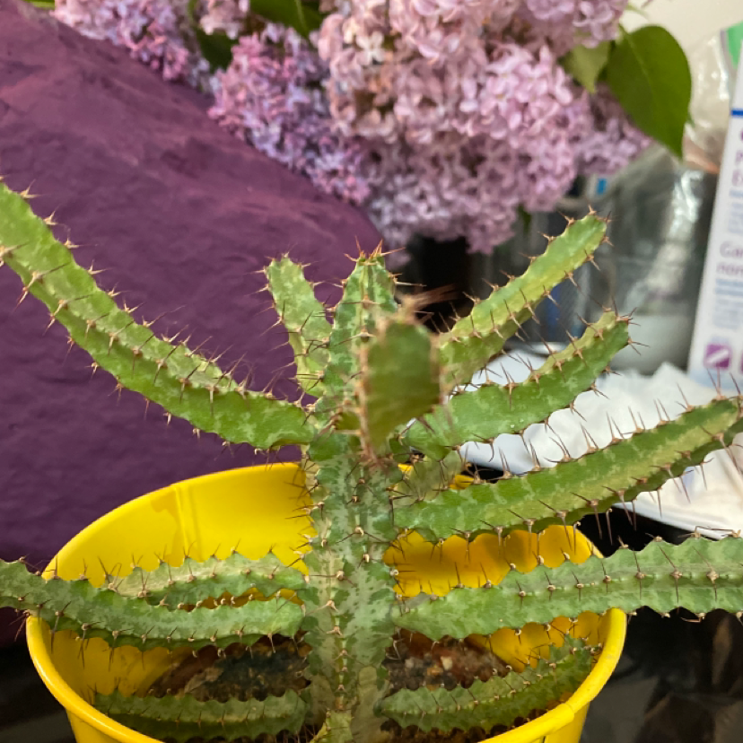 Brazilian Pricklypear plant in a yellow pot with other plants in the background.