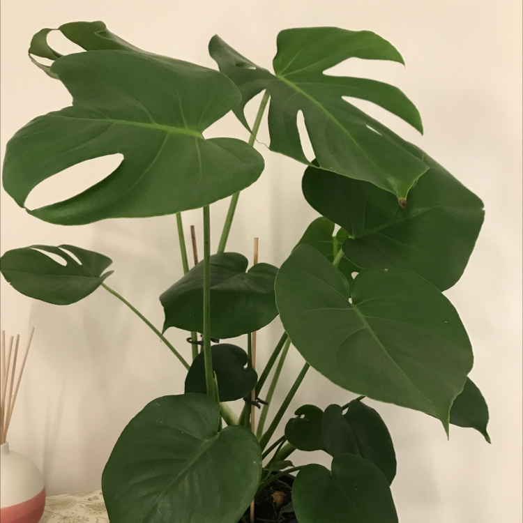 Monstera plant photo by @Eliseee named Madonna on Greg, the plant care app.