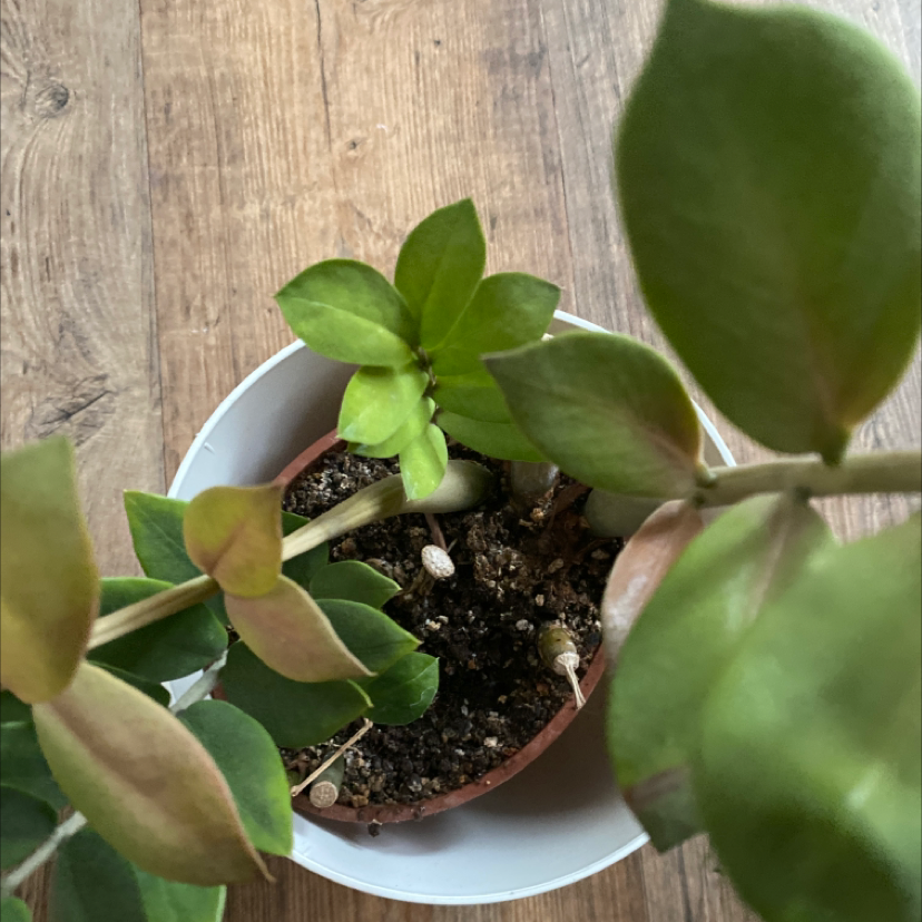 Photo of the plant species Zamioculcas zamiifolia 'Akebono' by Viki named Harmony on Greg, the plant care app