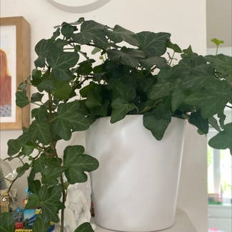 English Ivy plant in Somewhere on Earth