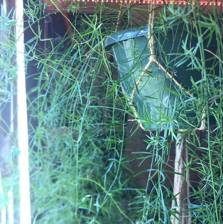 Hanging Sprenger's Asparagus plant with thin, needle-like leaves.