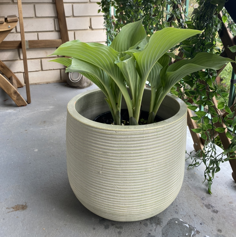 Potted Hosta 'Halcyon' plant with healthy green leaves in a large textured pot.