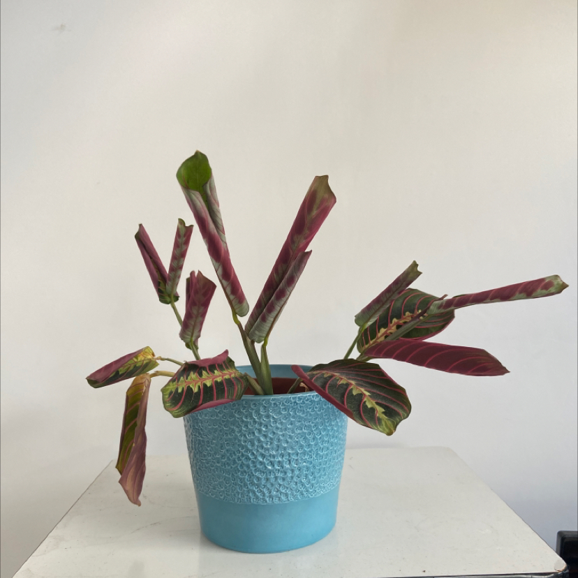Lemon Lime Prayer Plant in a blue pot with visible leaf discoloration.