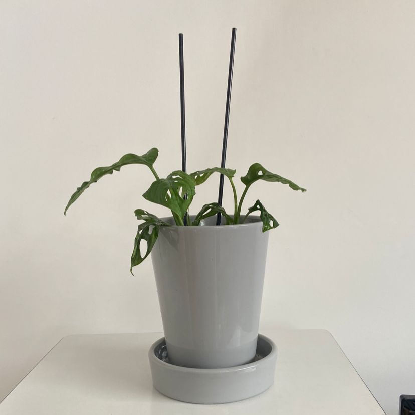 Monstera adansonii 'Laniata' plant in a grey pot with support stakes, appears healthy.