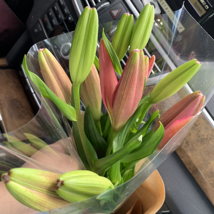 Bouquet of Orange Daylily buds wrapped in plastic, held by a hand.
