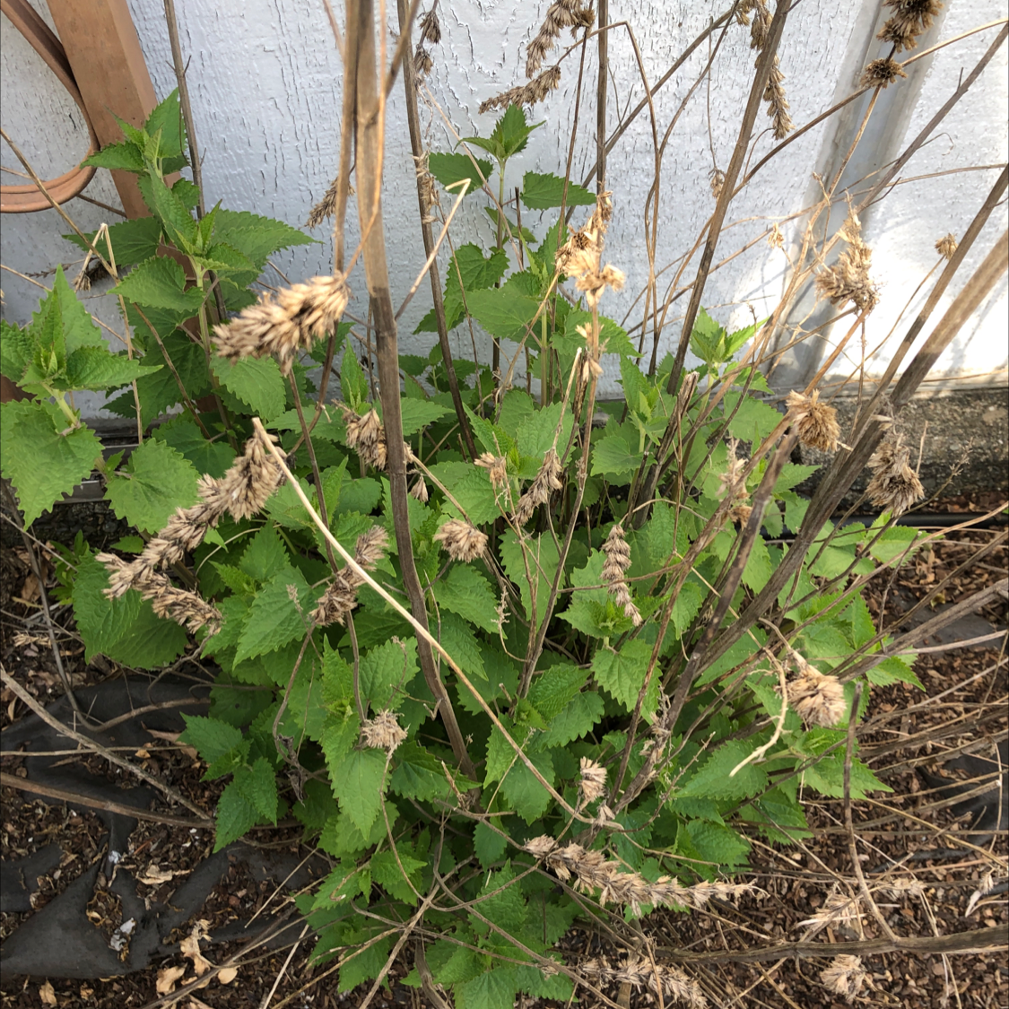 Catnip plant photo by Leeanne named Your plant on Greg, the plant care app.