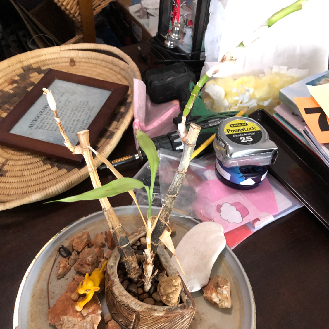 Lucky Bamboo plant photo by Leeanne named Lil Bamboo on Greg, the plant care app.