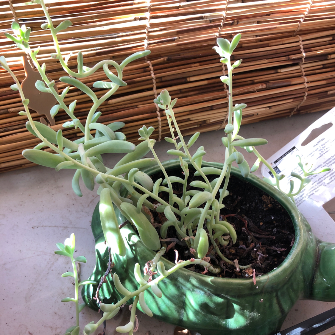 Ghost Plant plant photo by Leeanne named Susie Succelent on Greg, the plant care app.