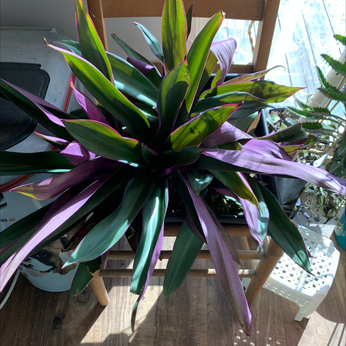 Healthy Moses-in-the-Cradle plant with deep green and purple leaves in a white pot on a wooden surface.