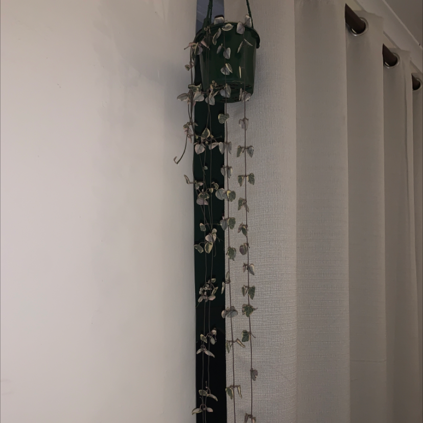 String of Hearts plant photo by Dayna named Chain of Hearts on Greg, the plant care app.