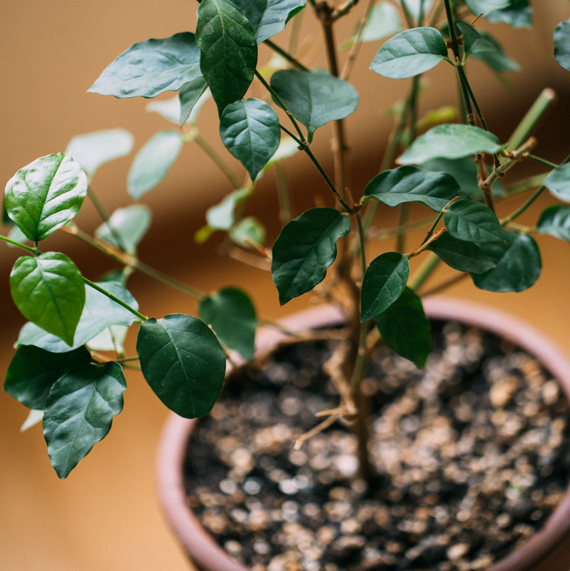 Photo of the plant species Arabian Jasmine by @afraafrasiabi named Jasmine on Greg, the plant care app