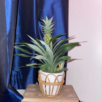 Pineapple plant in 's-Hertogenbosch, Noord-Brabant