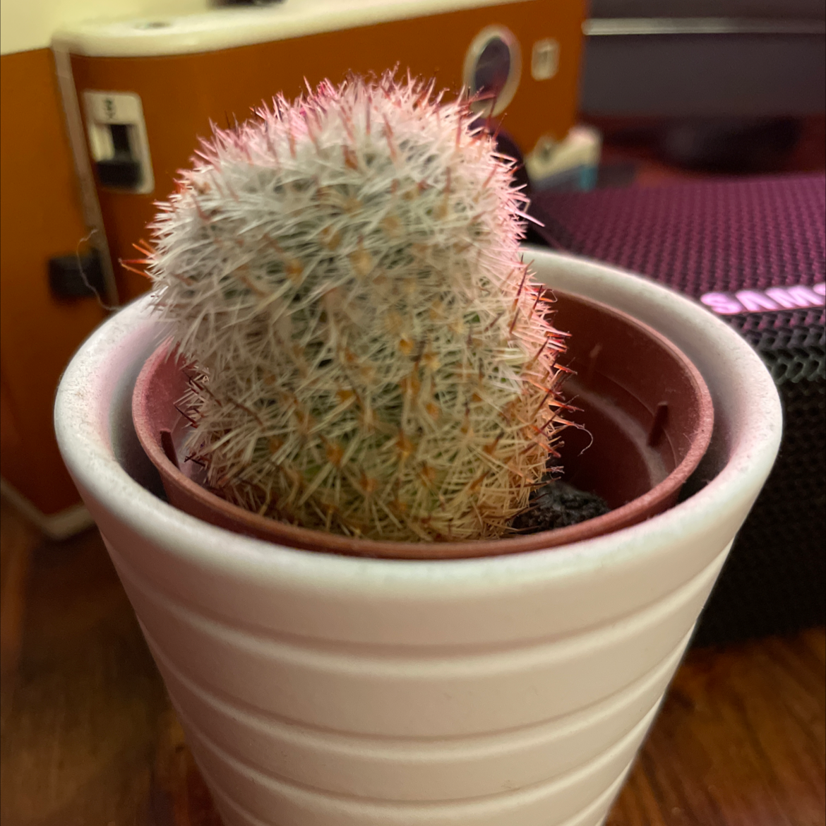 Rattail Nipple Cactus plant photo by @JSPR named Gomez on Greg, the plant care app.