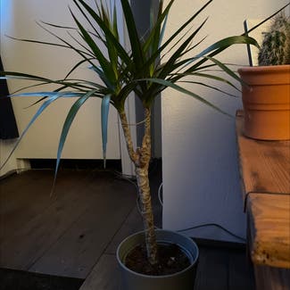 Dragon Tree plant in 's-Hertogenbosch, Noord-Brabant