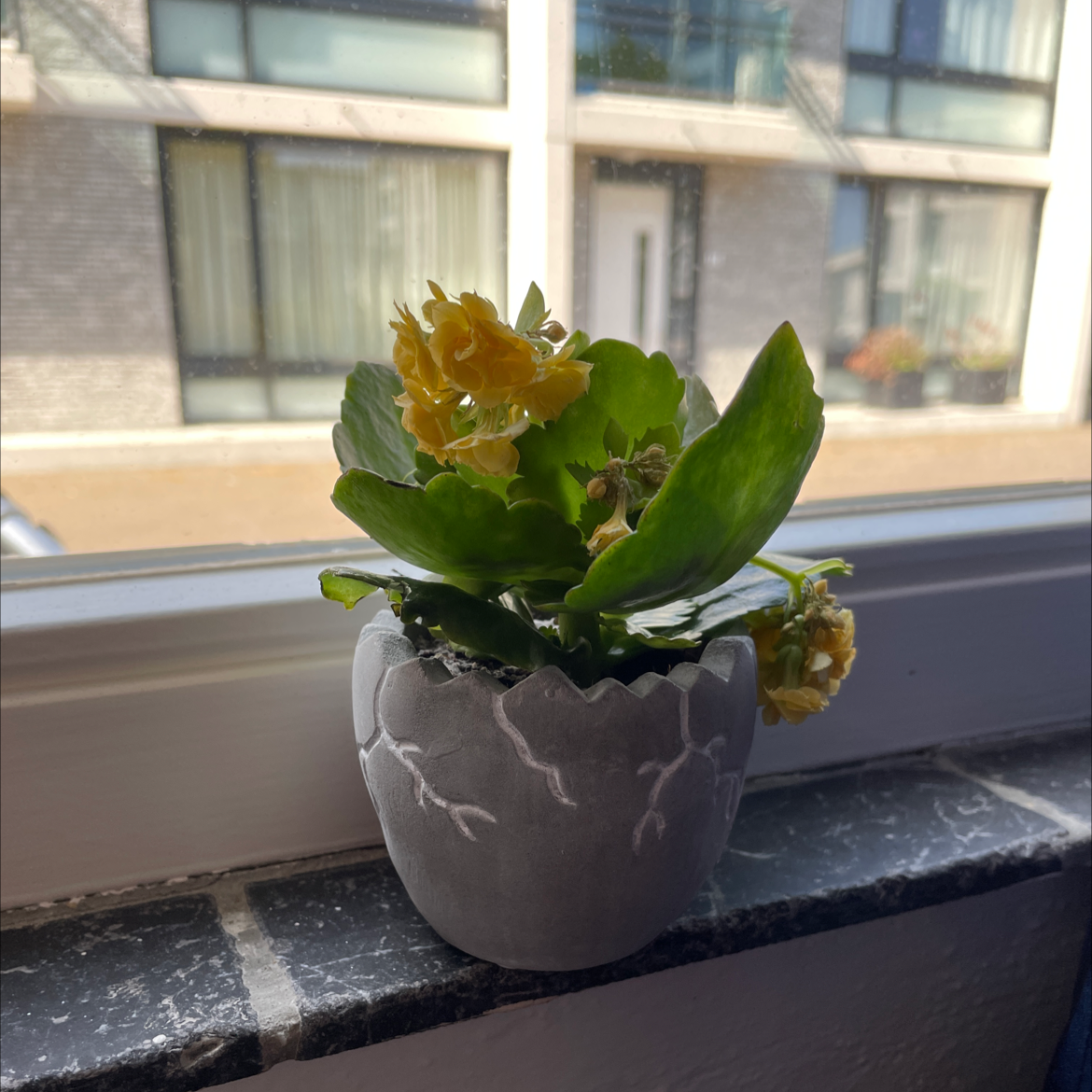 Florist Kalanchoe plant photo by @JSPR named Rosa on Greg, the plant care app.