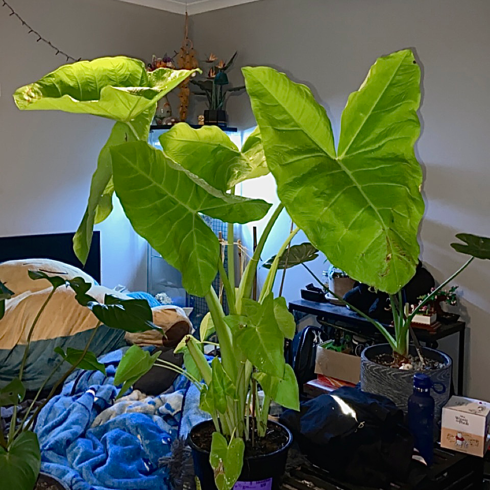 Photo of the plant species Lime Zinger Elephant Ear by Aj named Your plant on Greg, the plant care app