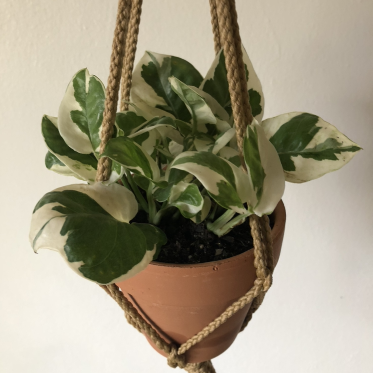 Photo of the plant species Pearls and Jade Pothos by @LE703 named Esmeralda￼ on Greg, the plant care app