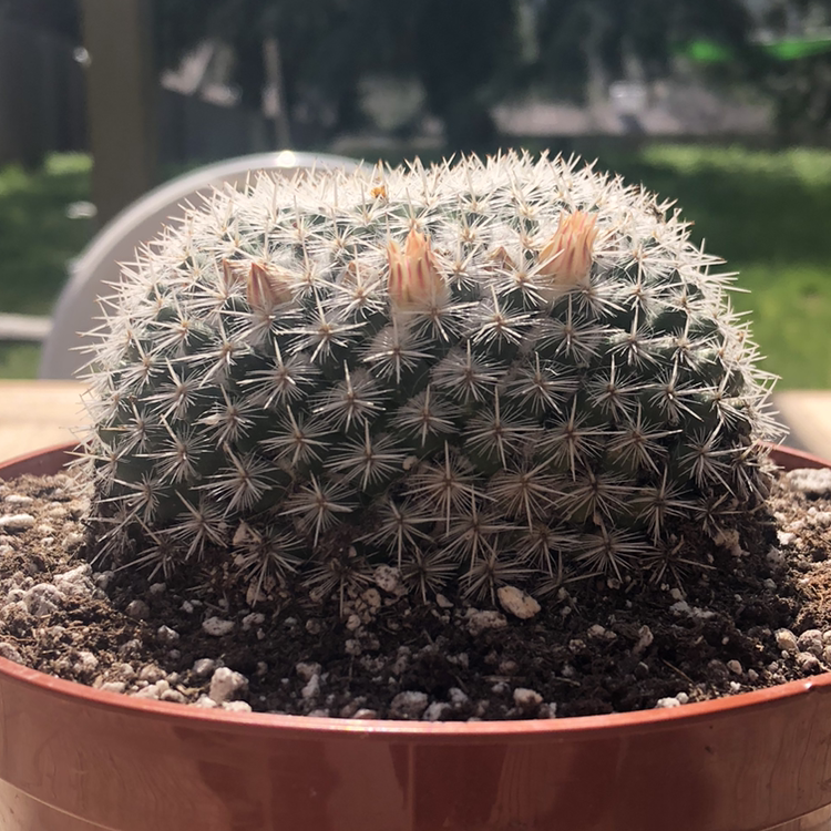Mammillaria Haageana cactus in a pot with visible soil, well-framed and in focus.