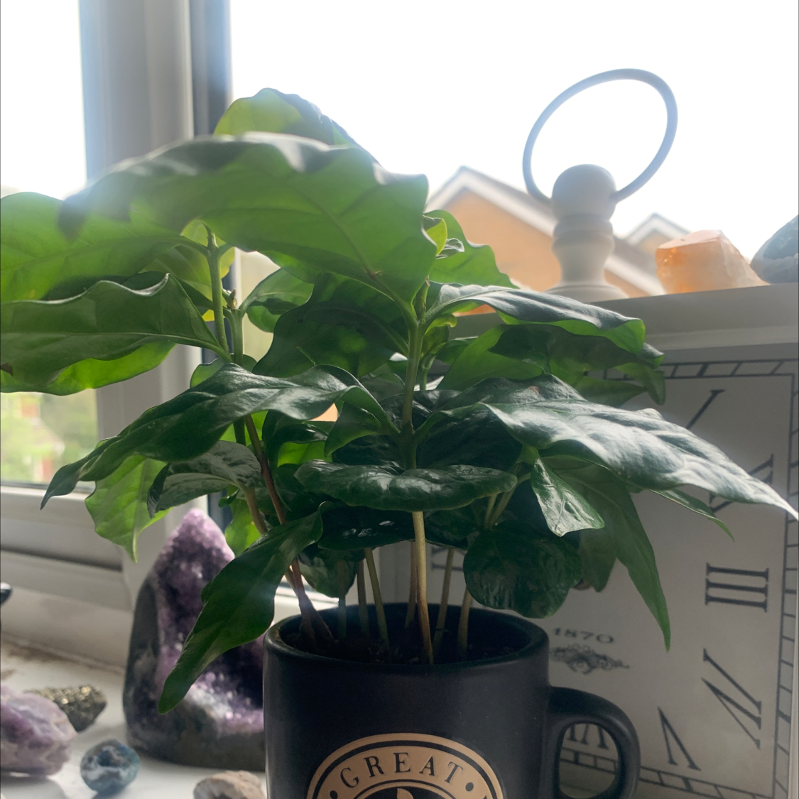 Arabian Coffee Plant plant photo by Georgia named Jeff on Greg, the plant care app.