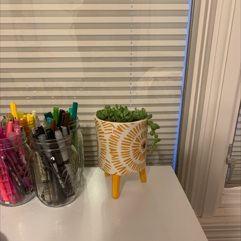 String of Watermelons plant in a decorative pot on a white surface next to jars of pens and markers.