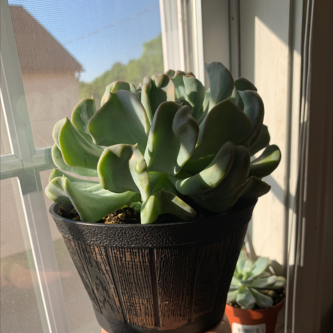 Healthy Echeveria 'Topsy Turvy' plant in a pot near a window.