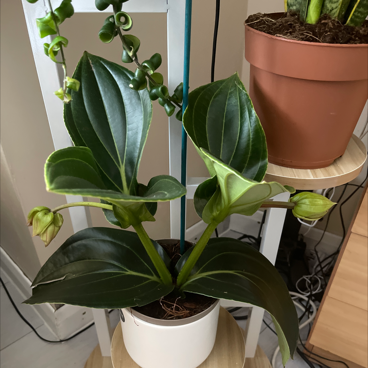 Showy Medinilla plant with broad, glossy green leaves and buds in a white pot.