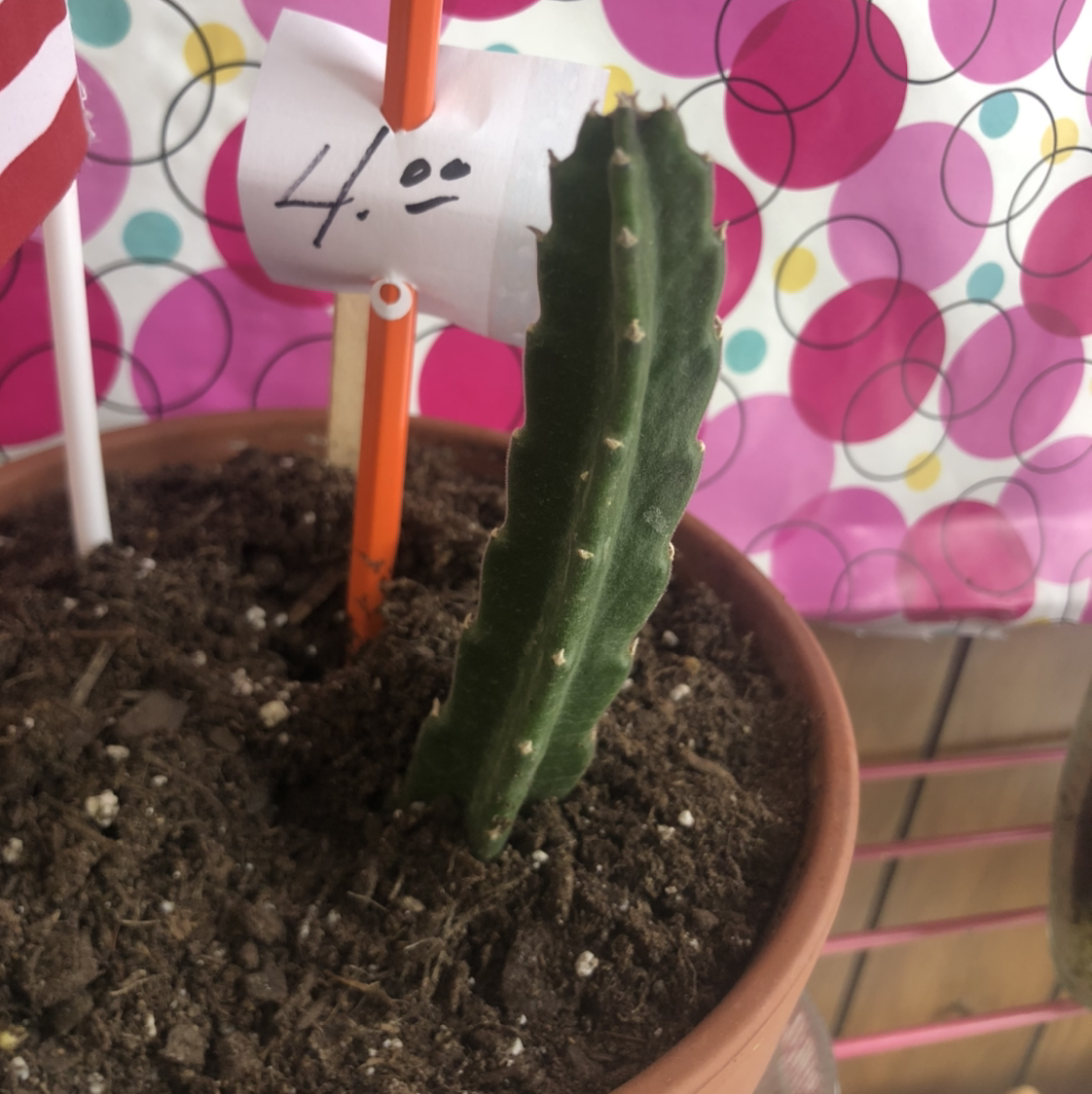 Carrion flower plant photo by @bunnibunni named Gustav on Greg, the plant care app.